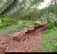 Forest Walking Track Gibraltar Range National Park - Attractions Brisbane