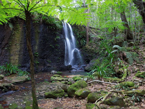Gold Coast Hinterland Great Walk - Attractions Brisbane 1