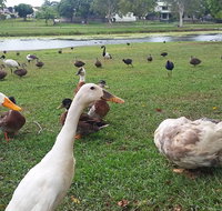 Gooseponds North Mackay - Attractions Brisbane