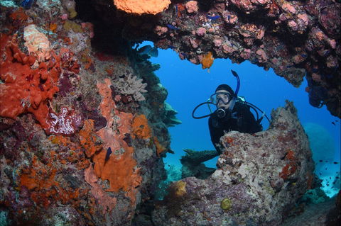 Heron Bommie - Attractions Brisbane 0