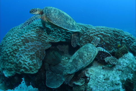 Heron Bommie - Attractions Brisbane 1