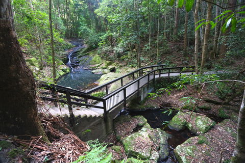 Kondalilla Falls Circuit, Kondalilla National Park - Attractions Brisbane 2