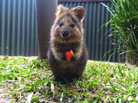 Kuranda Koala Gardens - Attractions Brisbane 1