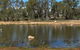 Lake King Wetlands At Rutherglen - thumb 1