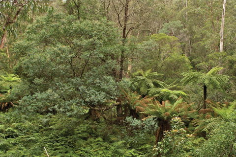 Lind National Park - Attractions Brisbane 0