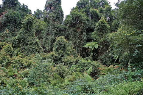 Lind National Park - Attractions Brisbane 1
