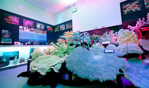 Marine Discovery Centre Hastings Point - Attractions Brisbane 2