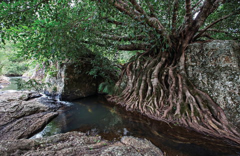 Misty Mountains Wilderness Tracks - Attractions Brisbane 0