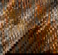 Mulwaree Cave - Attractions Brisbane