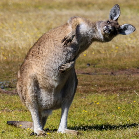 Narawntapu National Park - Attractions Brisbane 0