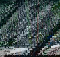 Old Tambo Downhill Mountain Bike Track - Attractions Brisbane