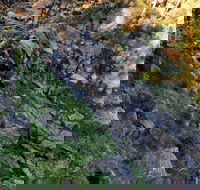 Pine Gully Nature Trail - Attractions Brisbane