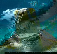 Reef HQ Aquarium - Attractions Brisbane