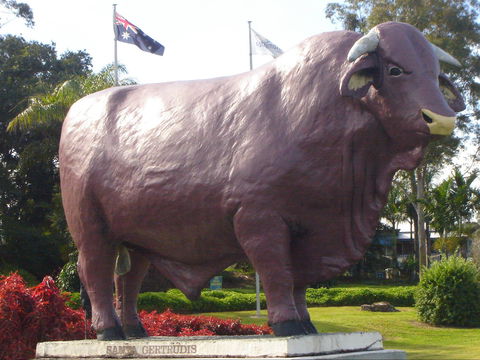 Rockhampton Bull Statues - Attractions Brisbane 1