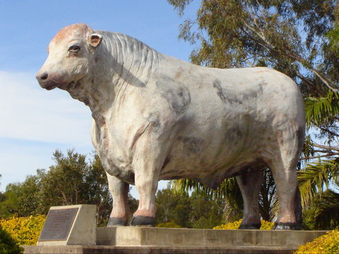 Rockhampton Bull Statues - Attractions Brisbane 2