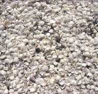 Shell Beach - Attractions Brisbane