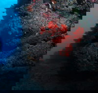 Stepping Stones Dive Site - Attractions Brisbane