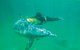 Swim With Dolphins Day Trip - thumb 1