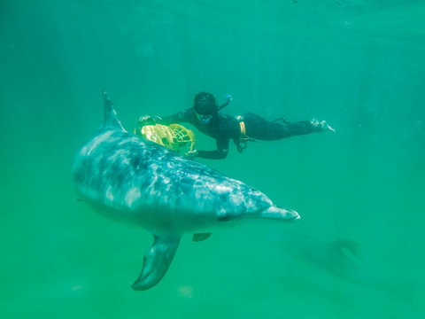 Swim With Dolphins Day Trip - Attractions Brisbane 1
