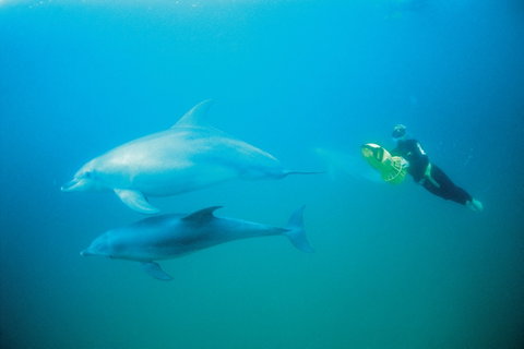 Swim With Dolphins Day Trip - Attractions Brisbane 2
