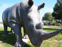 Tailem Bend Rhino Park and Dickson Reserve
