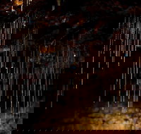 Tamborine Mountain Glow Worm Tours - Attractions Brisbane