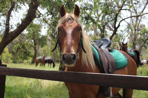 The Ranch - Attractions Brisbane 2