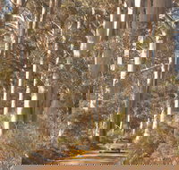 The Great Forest Trees Drive - Attractions Brisbane