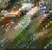 Visit an alpaca farm and get up and personal with these gentle and unique animals - Attractions Brisbane