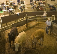 Wagga Wagga Livestock Marketing Centre - Attractions Brisbane
