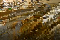 Wagga Wagga Livestock Marketing Centre