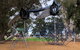 Walk In The Trees, Kadina - thumb 0