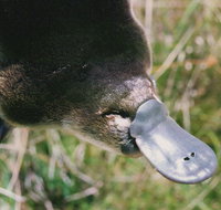 Warrawong Wildlife Sanctuary - Attractions Brisbane