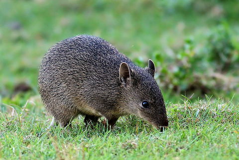 Warrawong Wildlife Sanctuary - Attractions Brisbane 1