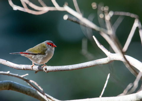 Warrawong Wildlife Sanctuary - Attractions Brisbane 2