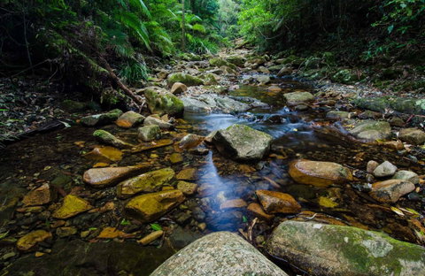 Willi Willi National Park - Attractions Brisbane 0