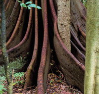 Wingham Brush Nature Reserve - Attractions Brisbane