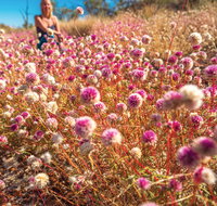 Wineries and Wildflowers - Attractions Brisbane
