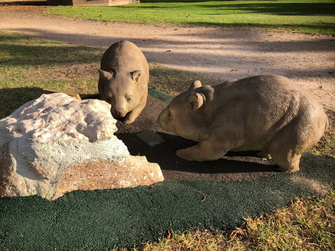 Wombat Statues, Moonta - Attractions Brisbane 0