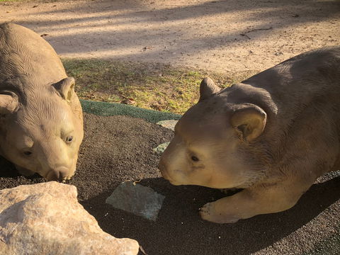 Wombat Statues, Moonta - Attractions Brisbane 1