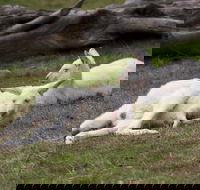 Yarra Valley Nocturnal Zoo - Attractions Brisbane