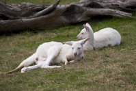 Yarra Valley Nocturnal Zoo