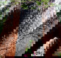 Ancient Empire Walk Valley of the Giants - Attractions Brisbane