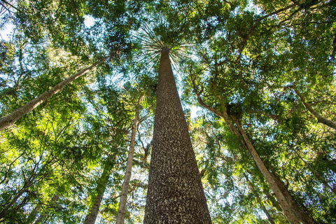 Big Sky National Parks - Attractions Brisbane 0