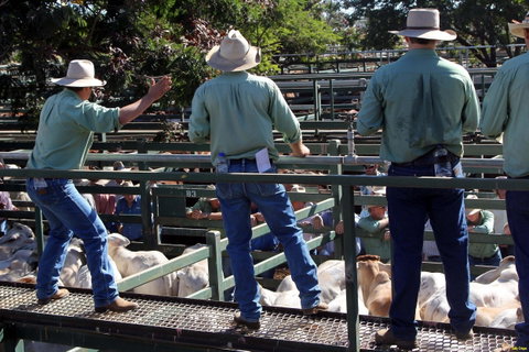 Blackall Saleyards - Attractions Brisbane 2