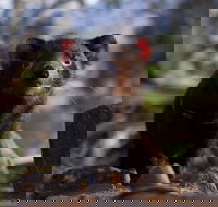 Bonorong Wildlife Sanctuary - Attractions Brisbane