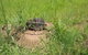 Brocks Creek Chinatown And Temple Site - thumb 0