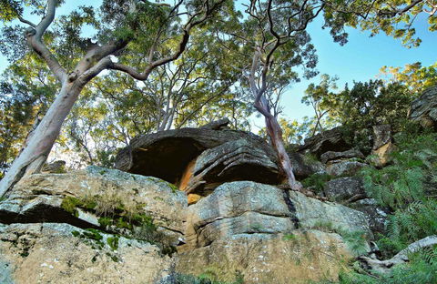 Burrawang Reach Picnic Area - Attractions Brisbane 0