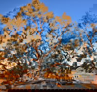 Burke and Wills Dig Tree - Attractions Brisbane