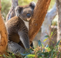 Cleland Wildlife Park - Attractions Brisbane